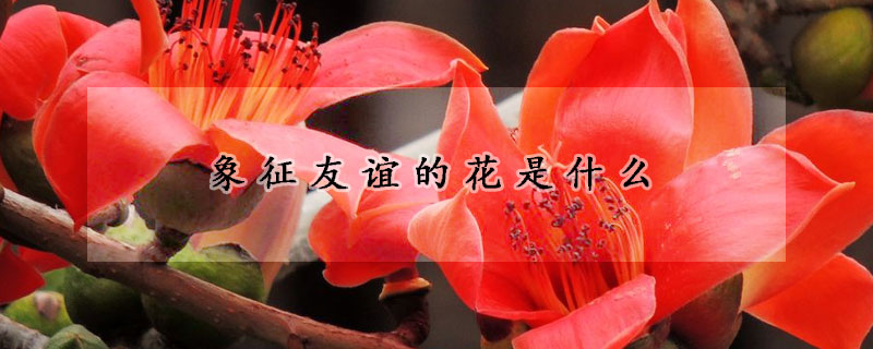 象征友谊的花是什么