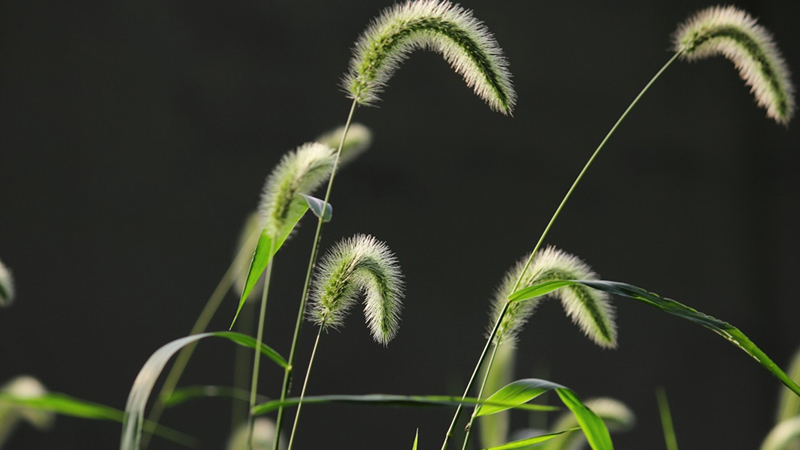 送狗尾草给一个人是什么意思