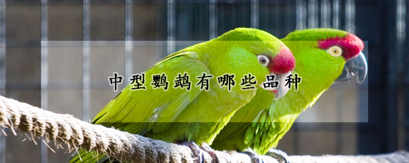 中型鹦鹉有哪些品种