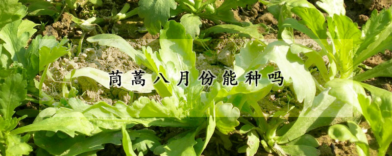 茼蒿八月份能种吗