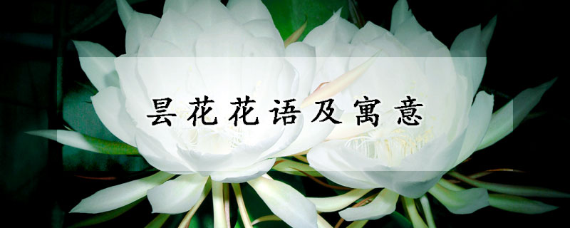 昙花花语及寓意