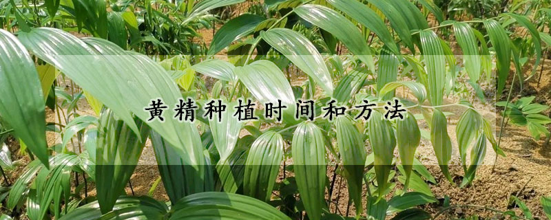 黄精种植时间和方法