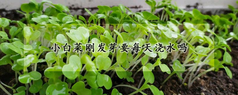 小白菜刚发芽要每天浇水吗