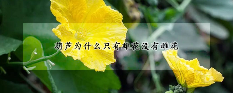 葫芦为什么只有雄花没有雌花