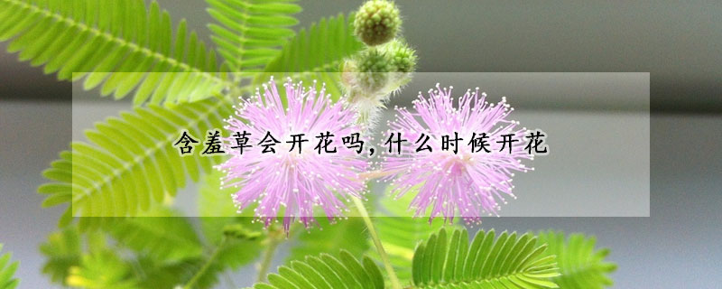 含羞草会开花吗,什么时候开花