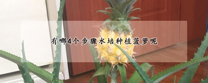 有哪4个步骤水培种植菠萝呢