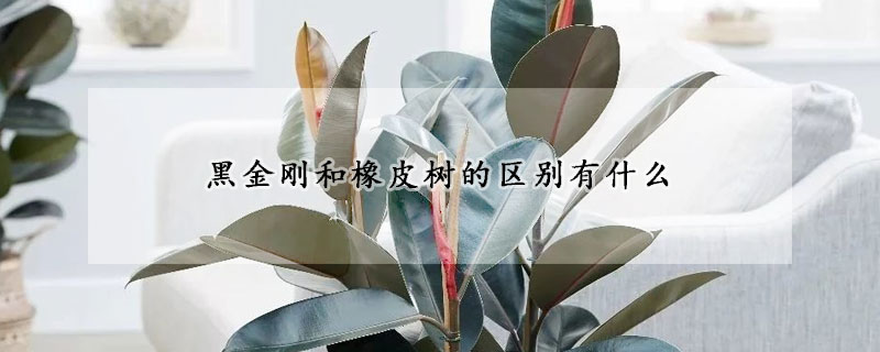 黑金刚和橡皮树的区别有什么