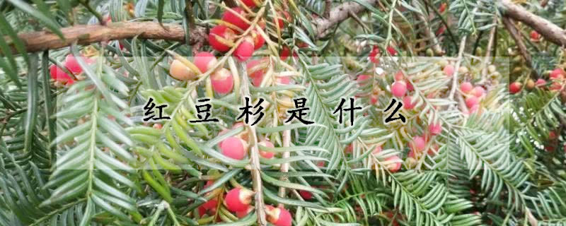 红豆杉是什么