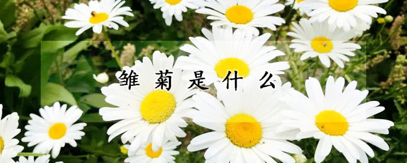 雏菊是什么