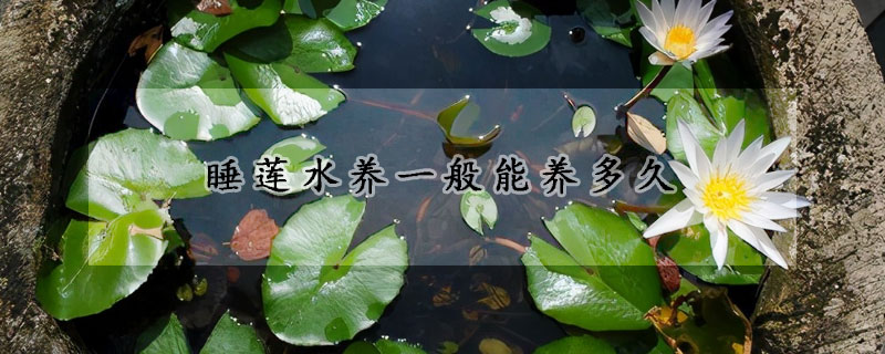 睡莲水养一般能养多久