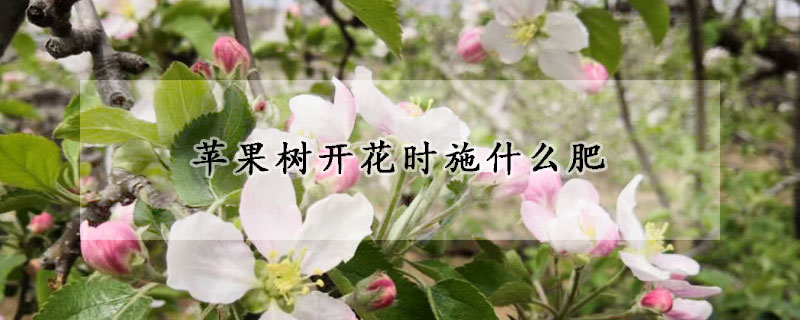 苹果树开花时施什么肥