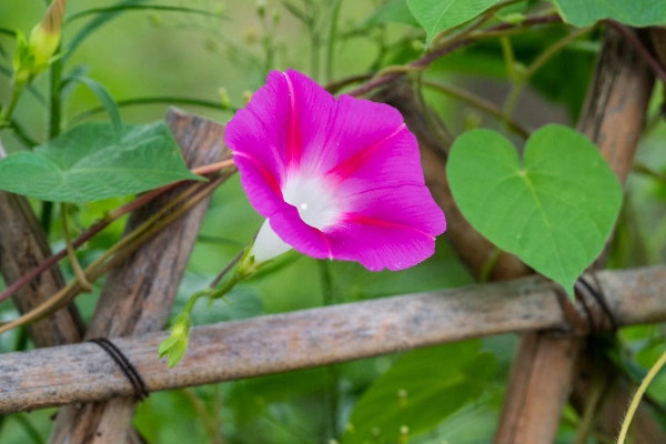 牵牛花花语是什么