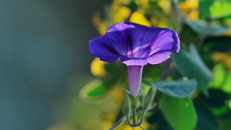 牵牛花花语是什么