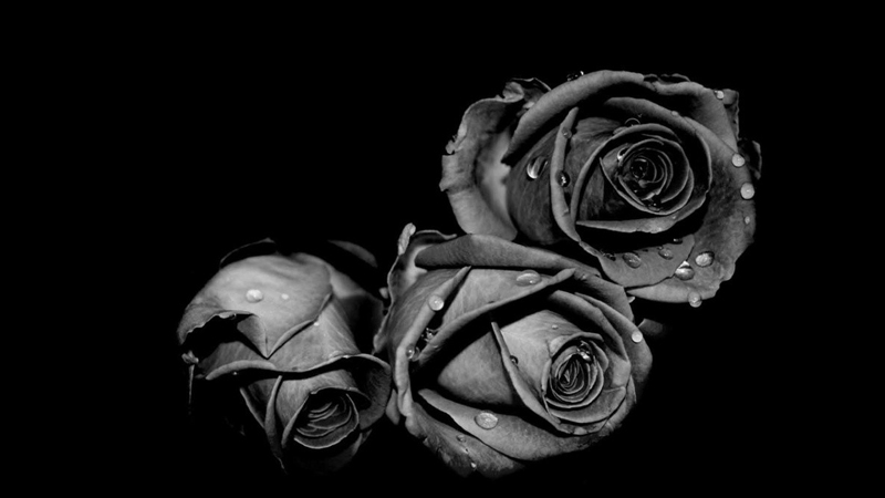 黑玫瑰的花语和传说有哪些