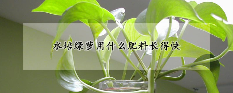 水培绿萝用什么肥料长得快