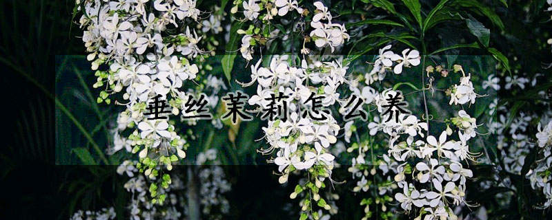 垂丝茉莉怎么养