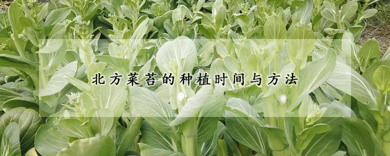 北方菜苔的种植时间与方法