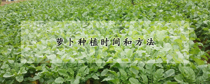 萝卜种植时间和方法