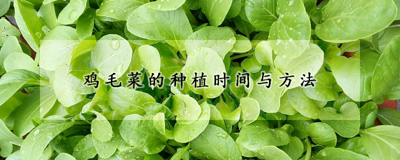 鸡毛菜的种植时间与方法