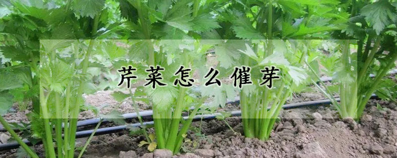 芹菜怎么催芽