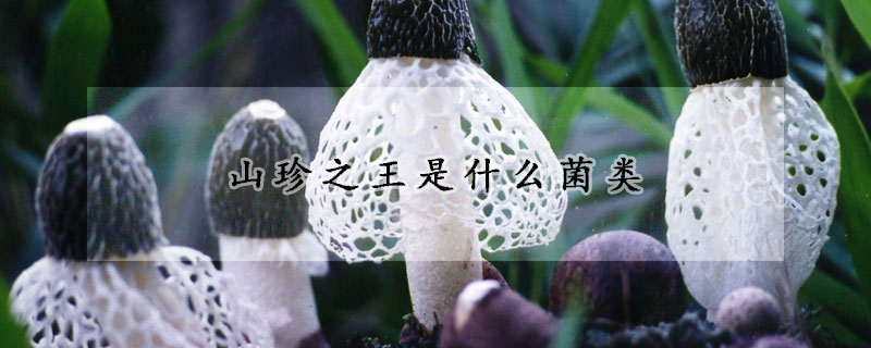 山珍之王是什么菌类