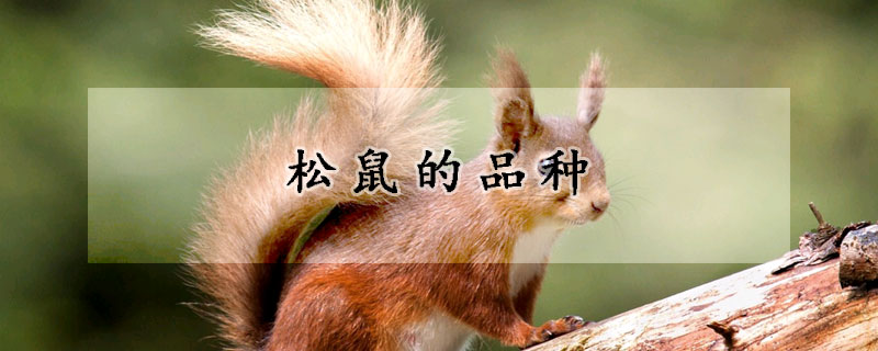松鼠的品种
