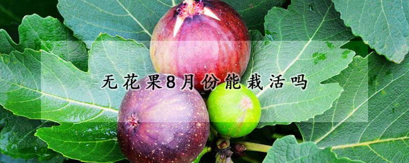 无花果8月份能栽活吗