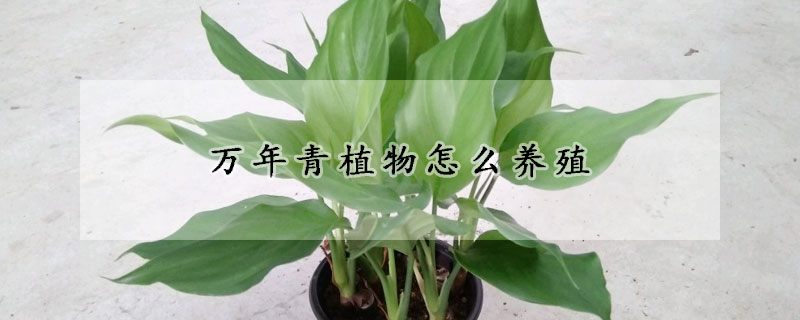 万年青植物怎么养殖