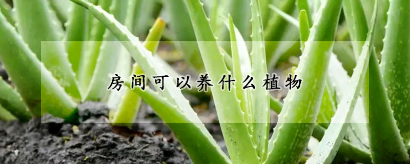 房间可以养什么植物