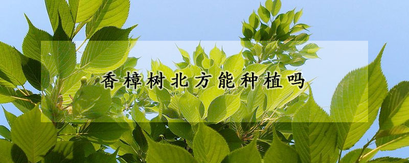 香樟树北方能种植吗