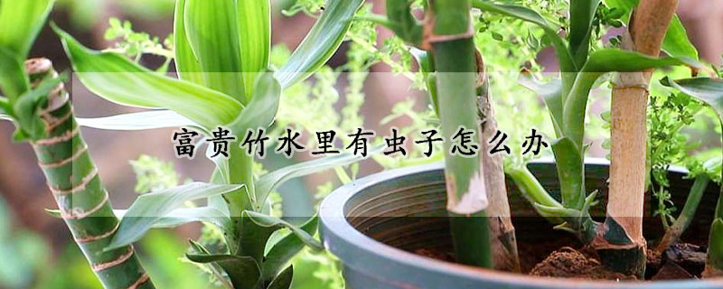 富贵竹水里有虫子怎么办