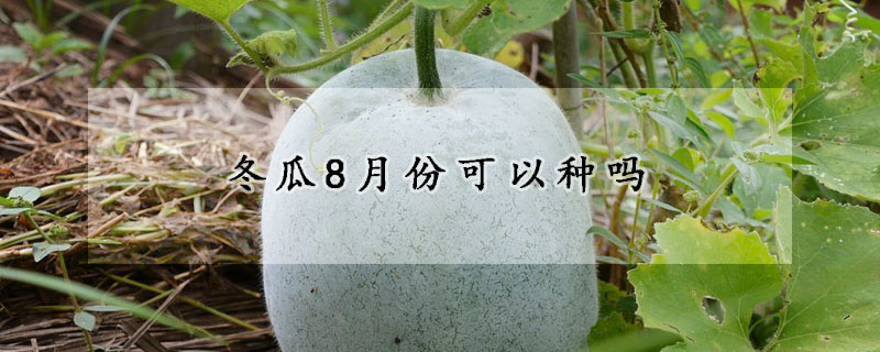 冬瓜8月份可以种吗