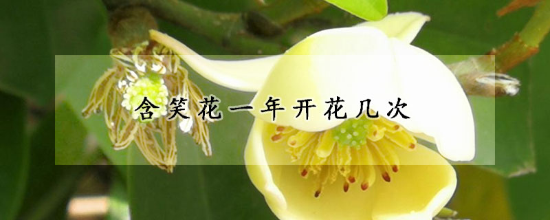 含笑花一年开花几次
