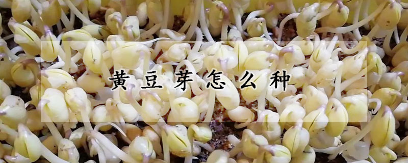 黄豆芽怎么种