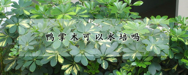 鸭掌木可以水培吗