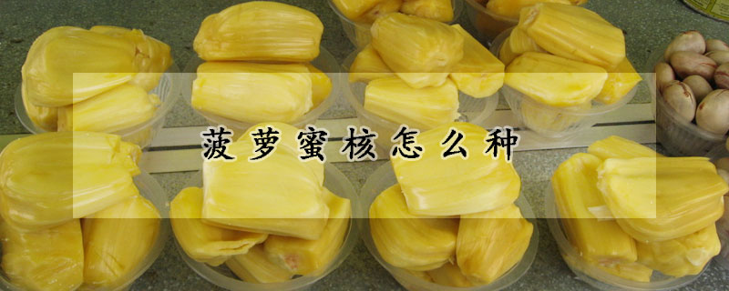 菠萝蜜核怎么种