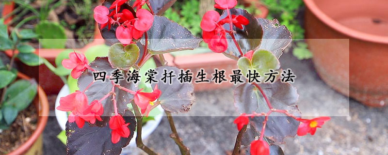 四季海棠扦插生根最快方法