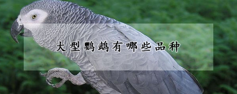 大型鹦鹉有哪些品种