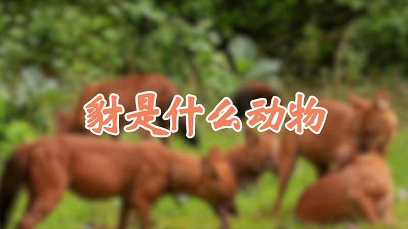 豺是什么动物