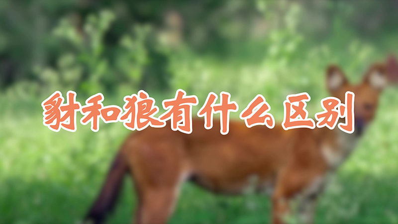 豺和狼有什么区别