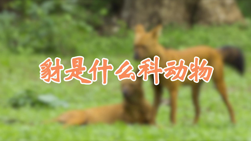 豺是什么科动物