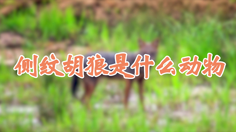 侧纹胡狼是什么动物