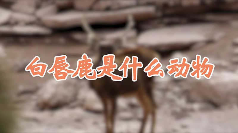 白唇鹿是什么动物
