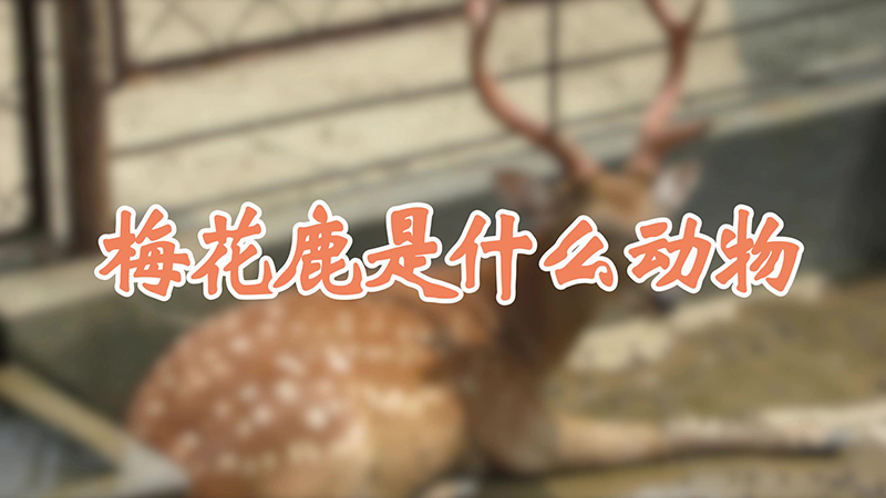梅花鹿是什么动物