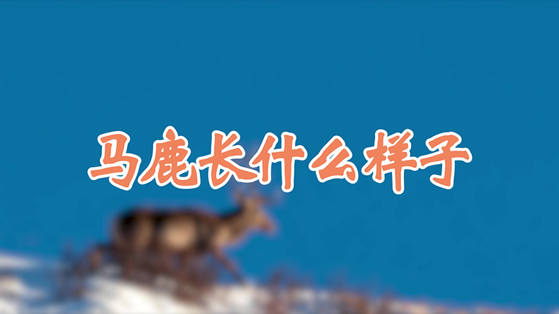 马鹿长什么样子