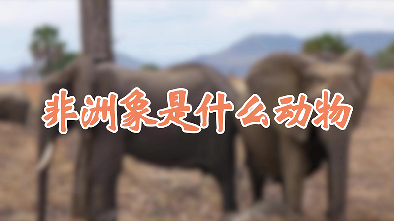 非洲象是什么动物