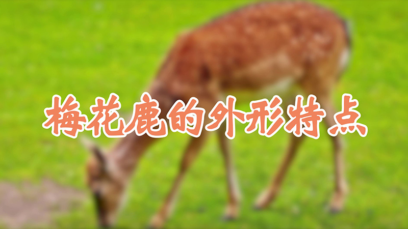 梅花鹿的外形特点