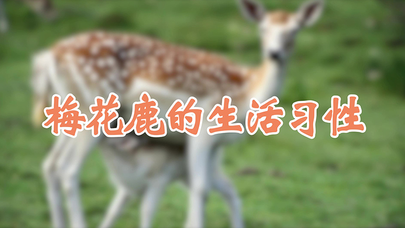 梅花鹿的生活习性