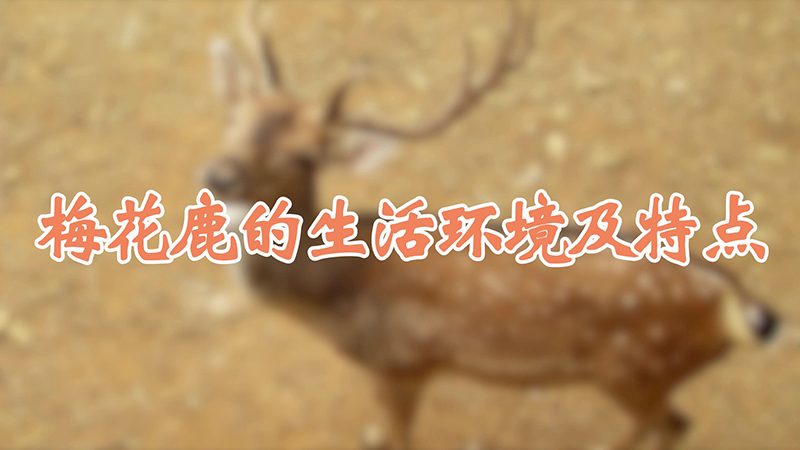 梅花鹿的生活环境及特点