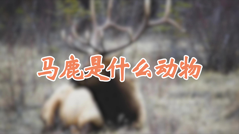 马鹿是什么动物